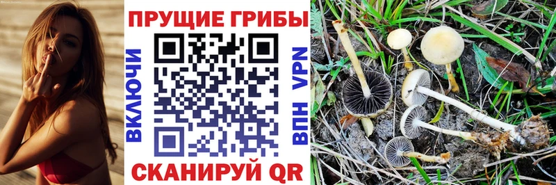 Галлюциногенные грибы прущие грибы  где купить наркоту  ссылка на мегу tor  Короча 